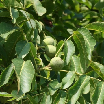 Juglans regia'Buccaneer'