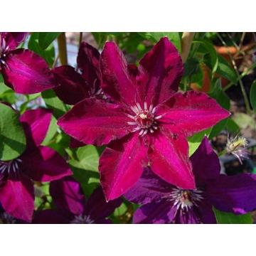 Clematis'Stasik'