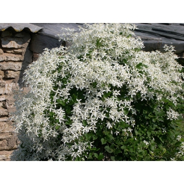 Clematis mandshurica