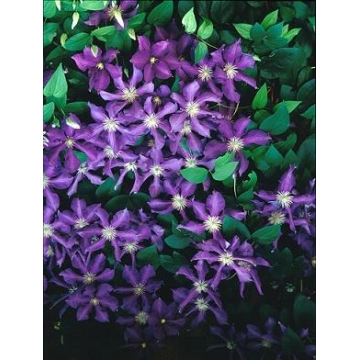 Clematis'Luther Burbank'