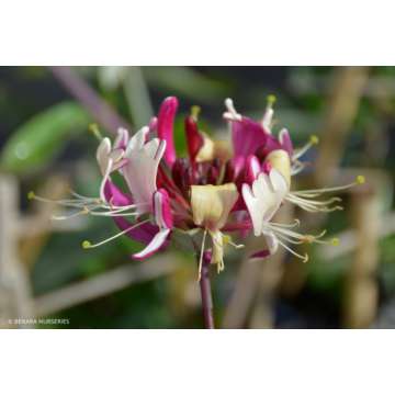 Lonicera'Firecracker'