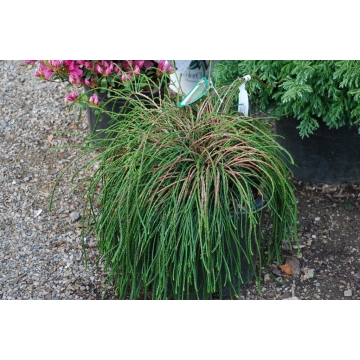 Thuja plicata'Whipcord'