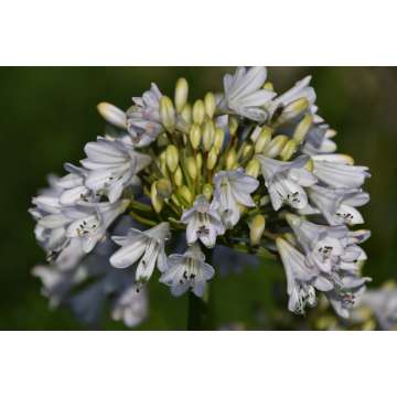 Agapanthus'White Beetle'