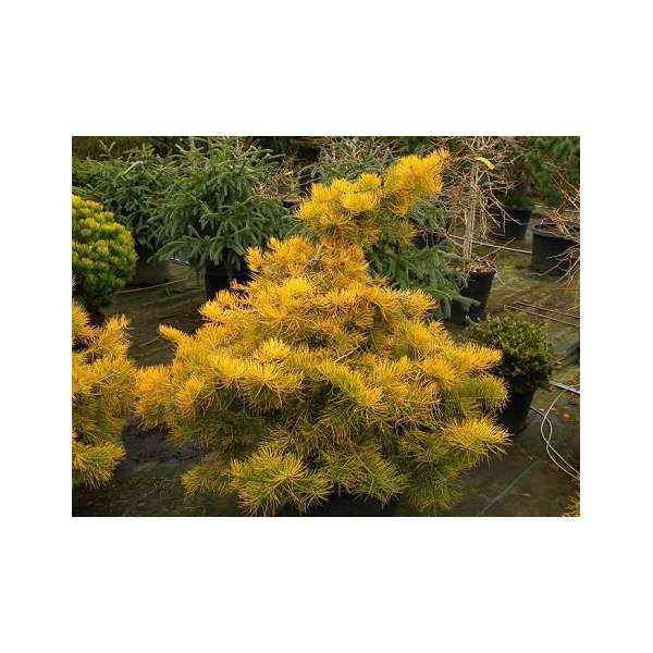 Abies concolor'Wintergold'