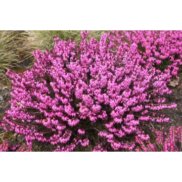 Erica carnea'Wintersonne'