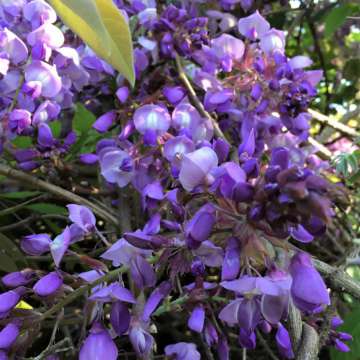 Wisteria brachybotrys'Okayama'