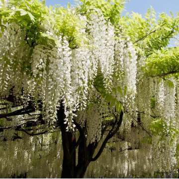 Wisteria brachybotrys'Shiro Kapitan'