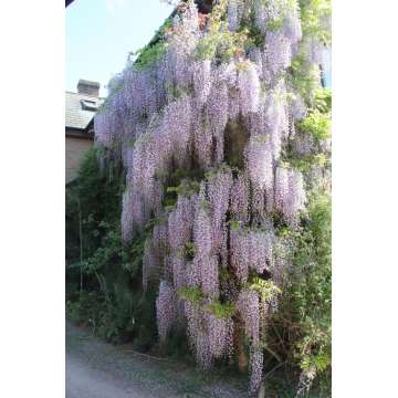 Wisteria florida'Multijuga'
