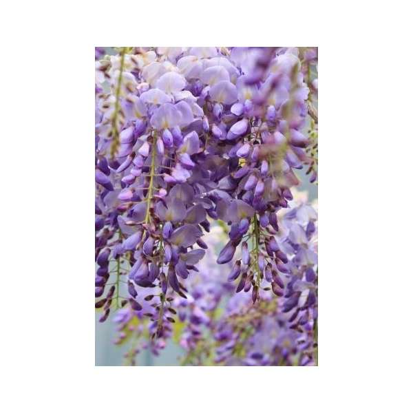 Wisteria florida'Lavender Falls'