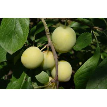 Pruim'Reine Claude d'Oullins'