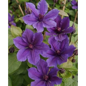 Clematis'Mon Amour'