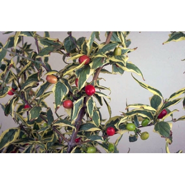 Cornus mas'Variegata'