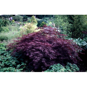 Acer palmatum'Garnet'