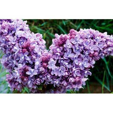 Syringa vulgaris'Katherina Havermeyer'