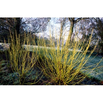 Cornus sericea'Flaviramea'