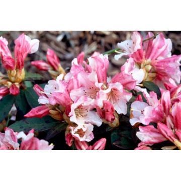 Rhododendron'Wee Bee'