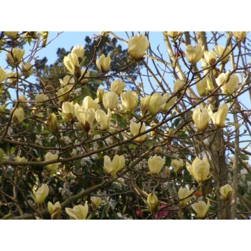 Magnolia'Yellow Fever'