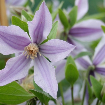 Clematis'Star River'