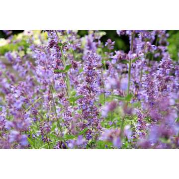 Nepeta grandiflora'Pool Bank'