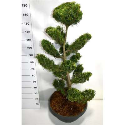 Coniferen in Bonsaivorm