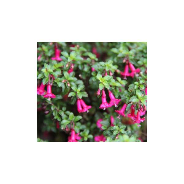 Fuchsia(Bellenplant)