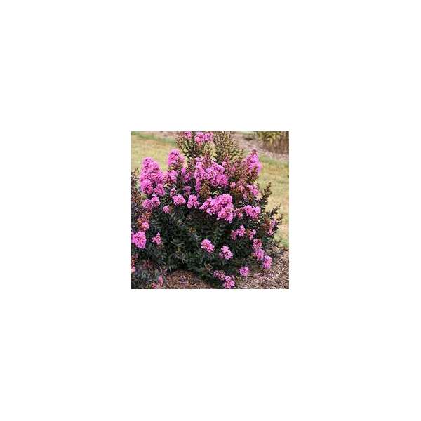 Lagerstroemia