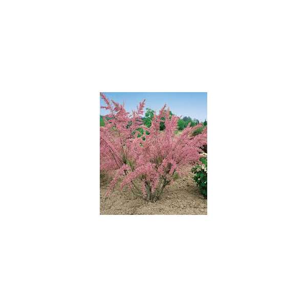 Tamarix(Tamarisk)