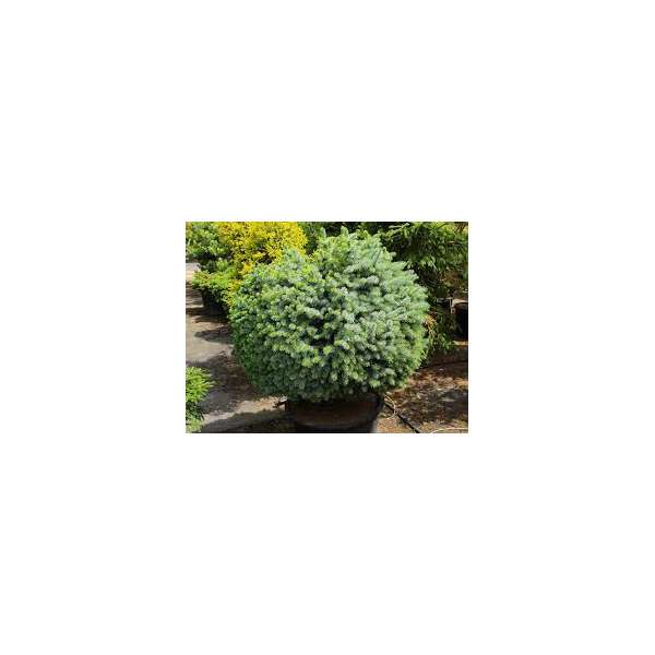 Coniferen in grote maat op container