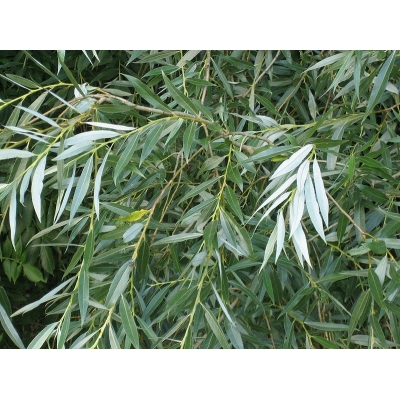 Salix(Wilg)