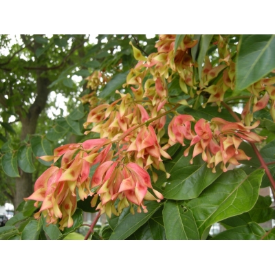 Ailanthus (Hemelboom)