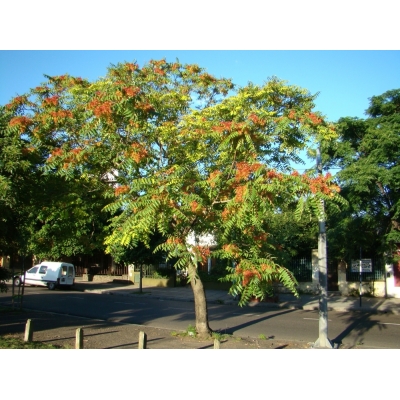 Ailanthus(Hemelboom)
