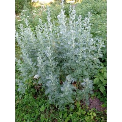 Artemisia (Edelruit)