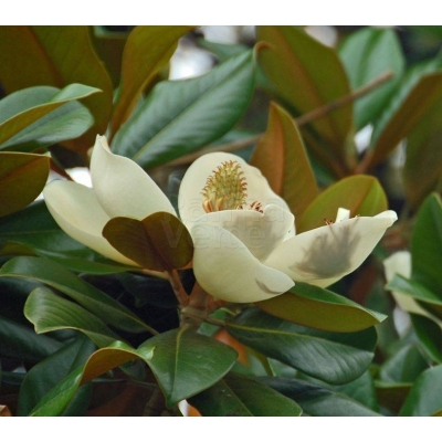 Magnolia (Tulpenboom)