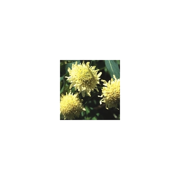 Cephalaria (Gele Scabiosa)