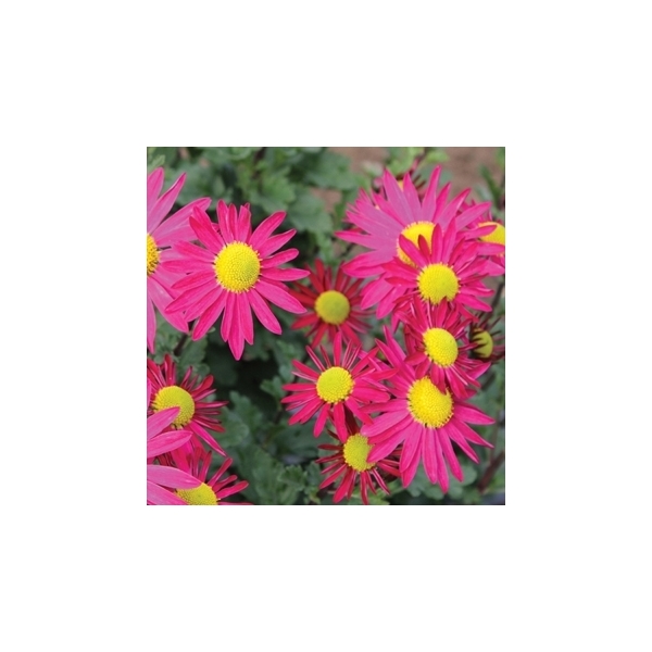 Chrysanthemum (Margriet)