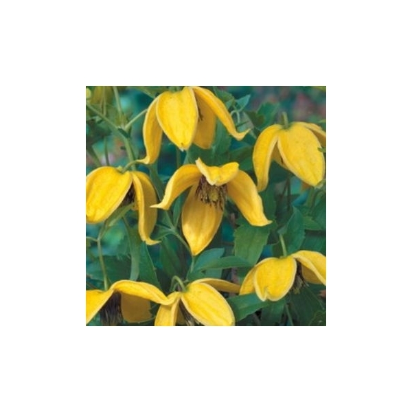 Clematis bloem geel