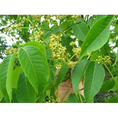 Phellodendron(Kurkboom)