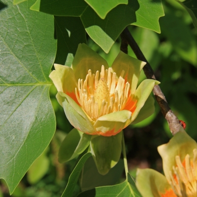 Liriodendron(Tulpenboom)