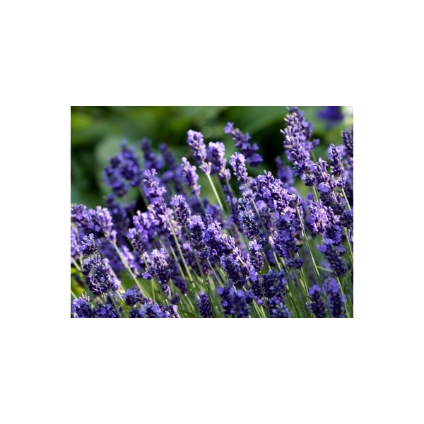 Lavandula (Lavendel)