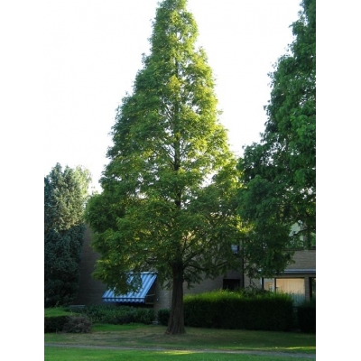 Metasequoia (Moerascypres)