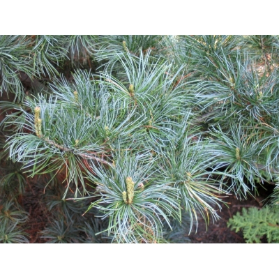 Pinus( Grove Den)