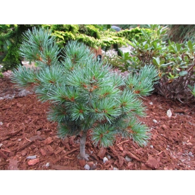Pinus (Den)