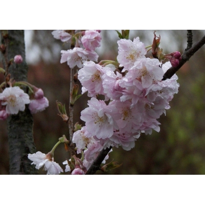 Prunus(Japanse Sierkers)