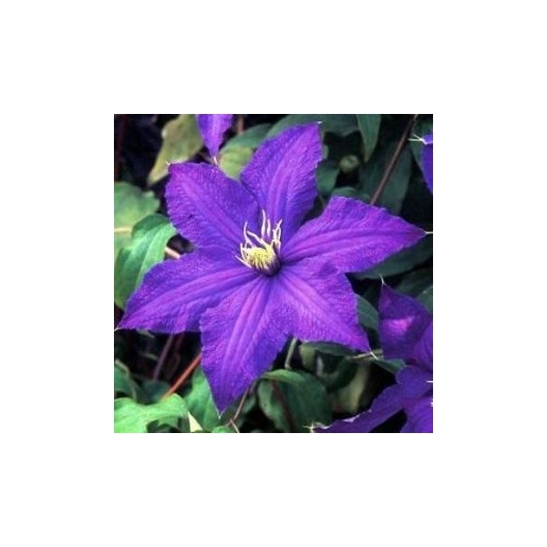 Clematis bloem paars/blauw