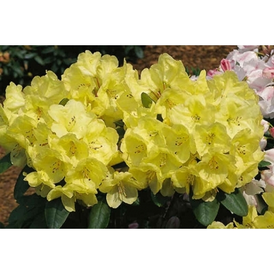 Rhododendron bloem geel