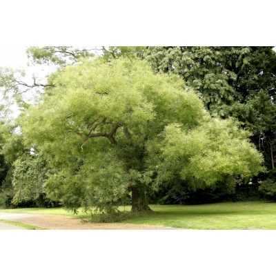 Sophora(Honingboom)