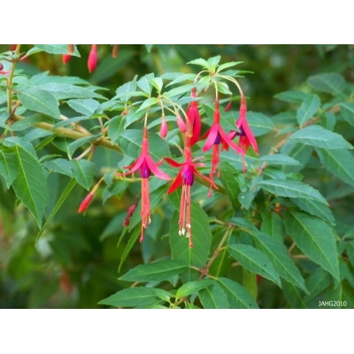 Fuchsia (Bellenplant)