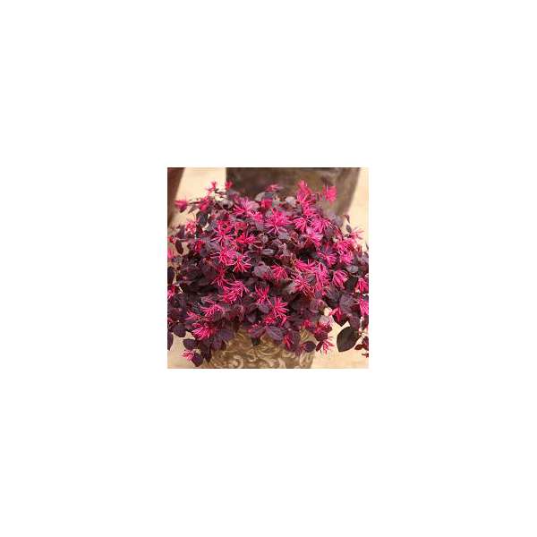 Loropetalum(Heksenstruik)