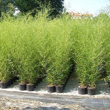 Phyllostachys bissetii - Bamboe 