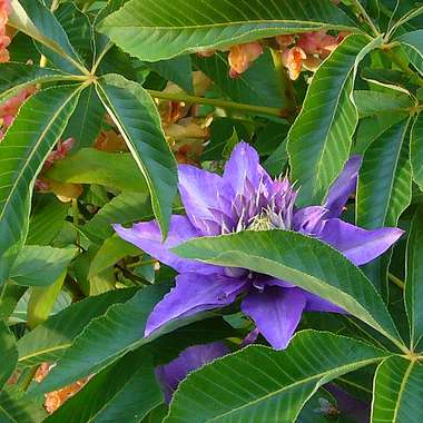 Aesculus pavia'Koehnei' 